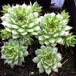 Sempervivum Calcareum from Utelle (Gr.M) Semperviven Naturform 2 Kindel - Bild 1 von 1
