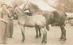 "George & Joe, The Mare & Colt At The County Fair", Marshalltown IA RPPC 1911 - Picture 1 of 2