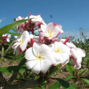 5 SEMILLAS DE PLUMERIA MY VALENTINE "FRANGIPANI - POMELIA" semillas frescas + REGALO GRATIS - Imagen 1 de 1