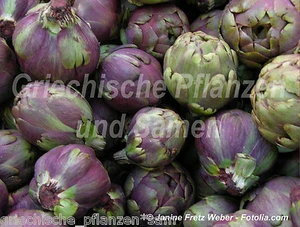 🔥 🥗 Artischocke rot 10 Samen MEHRJÄHRIG mediterrane Küche gesundes Feingemüse  - Bild 1 von 1