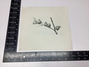 P-1 7 ART PAPER ETCHING PRINT PHOTOGRAVURE SPARROWS PERCHED BRANCH BIRDS FEATHER - Picture 1 of 14