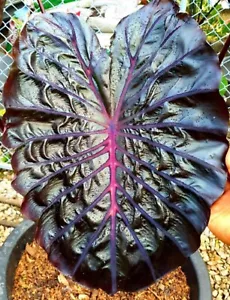 AUTHENTIC Colocasia Black Lava 1 bulbs - Picture 1 of 4