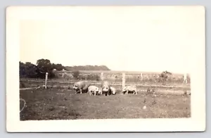 RPPC Pigs on a Farm Scene Vintage Unposted Photo Postcard - Picture 1 of 2