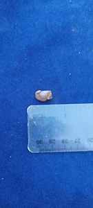 Triceratops Tooth USA teeth tooth fossil Dinosaur - Picture 1 of 7
