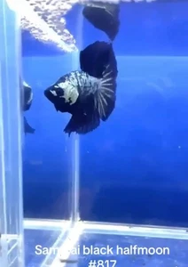BETTA SAMURAI HALFMOON MALE LIVE FISH HIGH QUALITY#817 - Picture 1 of 5
