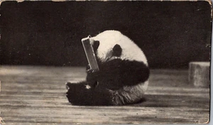 Postal Panda Gigante Pandora Lame Plato Limpio Sociedad Zoológica de Nueva York - Imagen 1 de 2