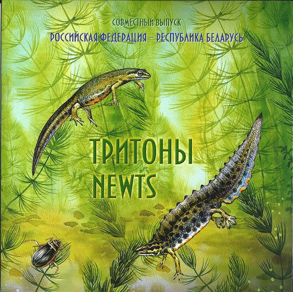 Russia 2012 Folder 2X FDC Joint Issue Belarus Fauna Reptile Newts - Image 1 of 4