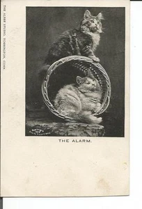 2 POSTKARTEN VERSPIELTE KÄTZCHEN IM KORB 1902 ALBEE & BERTRAND CONN - Bild 1 von 3