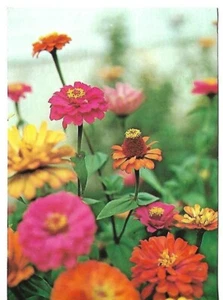 VTG BLANK NOTE Card approx  5 x 3.5"  Multi-Color Marigolds - Picture 1 of 2