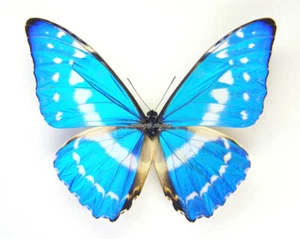 Mariposa/Morphidae sin montar - Morpho cypris cypris, macho, A1/A-, 65-69 mm - Imagen 1 de 2