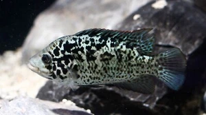 Cuban Cichlid 2" - Picture 1 of 5