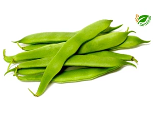 Judía Romano Bush (Mata Baja) ( 30 semillas ) Judia - beans DON_LEGU - Imagen 1 de 1