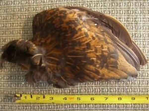 Intakter linker Flügel eines schwarzen geschlechtsspezifischen Huhns - heidnisch, New Age, nativ (#I396) - Bild 1 von 2
