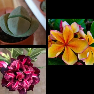 Plumeria Sin Raíz, Pleiospilos Y Adenium Obesum Con Raíz - Image 1 of 3