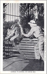 Vintage 1944 ST. LOUIS ZOO Missouri Postcard "ANIMAL TRAINING" Lion and Trainer - Picture 1 of 2