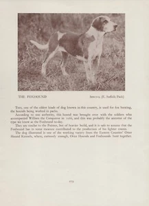 FOXHOUND ALTE VINTAGE 1934 BENANNTE HUND DRUCKSEITE - Bild 1 von 1