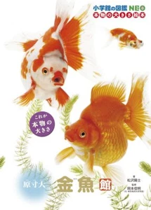 Goldfisch Fotografien Illustriertes Buch aus Japan Taschenbuch - Bild 1 von 1