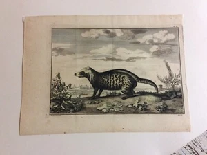 Zibetkatze Kupferstich 1758 aus "Histoire Naturelle des Animaux" ool - Bild 1 von 3