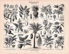 1905. BOTANY. FOOD PLANTS. PINEAPPLE. TANGOR. LYCHEE. GUAVA....Antique print