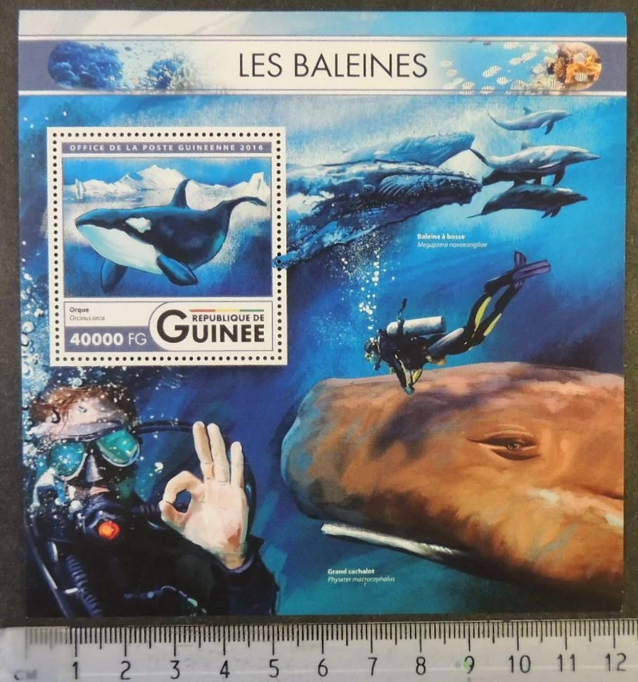 Гвинея 2016 киты млекопитающие морские обитатели косатки водолазы s/лист mnh - Изображение 1 из 1