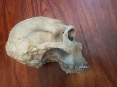 Neanderthal Skull Homo Neanderthalensus Realistic High Precision Replica - Image 1 of 4