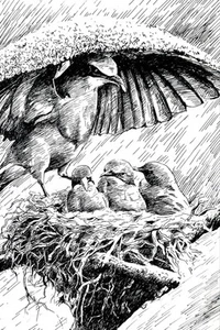 Original ACEO Mama Bird Protection Ink Medium Marker on Paper Signed by Artist - Picture 1 of 1