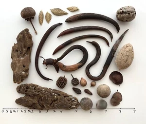 26 pc seabeans drift beans driftwood natural beach mangrove seashell art craft - Picture 1 of 14