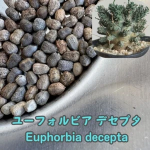 Euphorbia decepta seeds10/20/50pcs - Picture 1 of 1