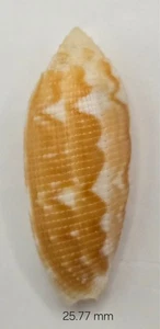 Mitridae Crenulata - 25.77 mm - Uncommon - Beautiful Color & Pattern - SOLD - Picture 1 of 8