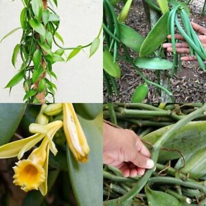 Vanilla Planifolia Orchid Plant Specie Rare Live 2 Cuttings Vanilla Bean Plant