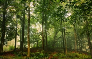 Murale da parete fotografico-MORNING RADE-(7753)-NON TESSUTO-Carta da parati-Foresta-Alberi Sole XXL - Foto 1 di 1