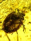 Fossil amber Insect burmite Burmese Cretaceous special toad bug  Insect Myanmar