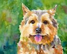 Norwich Terrier Art Print from Painting | Norwich Gifts, Poster, Picture 8x10