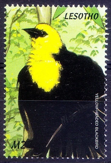 Mirlo Cabeza Amarilla, Pájaros, Lesoto 1999 MNH   Foto 1 de 1