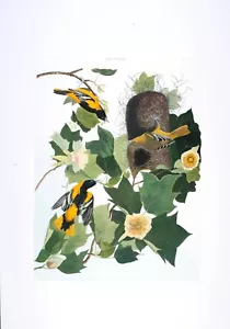Audubon - Edición limitada Estampado de oropiolas de Loates de Baltimore firmado - Imagen 1 de 4
