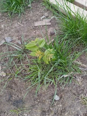 3 plántulas de árbol de nogal negro de 1 año (Juglans Nigra) Foto 1 de 2