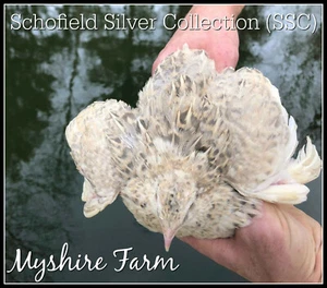 110+SSC (Silver) Coturnix Quail hatching Eggs By Myshire! SO MANY VARIETIES!! - Picture 1 of 12