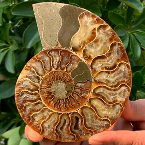 354G Selten! Natürlicher Tentakel Ammonit Fossil Präparat Muschel Heilung Madagas - Bild 1 von 14