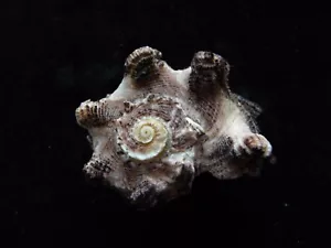Sea Shells Angaria Delphinus (espinas especiales) 56 mm ID #3687A - Imagen 1 de 4