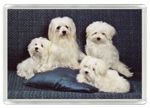 MALTESISCHE HUNDE SCHÖNER HUNDEKUNSTDRUCK NEUHEIT ACRYL KÜHLSCHRANKMAGNET TOLLES GESCHENK - Bild 1 von 1