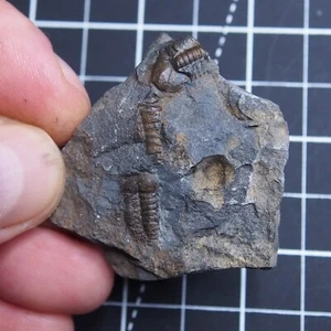 29gr Checo Trilobite Elipsocephalus hoffi Cámbrico Fósiles Dino 460 - Imagen 1 de 8