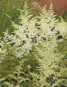 1 Astilbe arendsii Brautschleier Prachtspiere"1 Wurzelstück" Staude Winterhart - Bild 1 von 1
