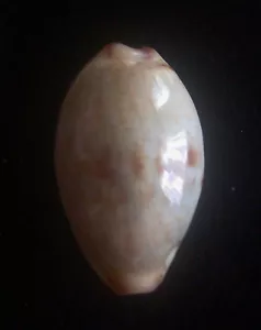 Caracol Cypraea gracilis 17-19 mm gema/F++ - Imagen 1 de 3