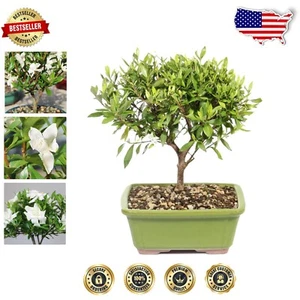 Live Gardenia Outdoor Bonsai Tree - Elegant 8" to 10" Tall with Decorative Pot - Picture 1 of 10