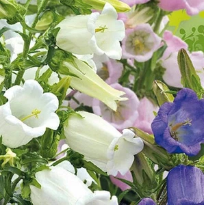 Saatgut 50-500 Samen Marienglockenblume Prachtmischung 50-90cm Campanula  Rosa - Bild 1 von 1