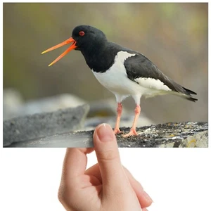 Eurasian Oystercatcher Bird Small Photograph 6"x4" Art Print Photo Gift #12745 - Picture 1 of 3