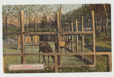 CAMELLOS? Sin jorobas animales en el zoológico MINERAL SPRINGS PARK lectura PA postal DB Foto 1 de 2