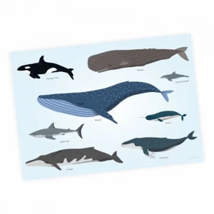 Póster educativo para niños - Animales de los mares - Ballena delfín orca tiburón - Decoración de pared niños - Imagen 1 de 5