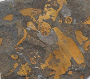 Trilobit, Skreiaspis, Cystoidea, Ubagsicystites, Kambrium, Skryje, CZE-m328 - Picture 1 of 5