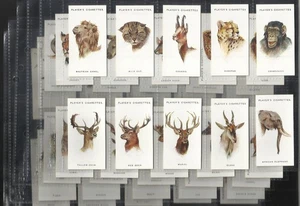 94 JAHRES ALTES SET WILDTIERKARTEN LÖWE TIGER WOLF HIRSCH GROSSKATZE NATURGESCHICHTE - Bild 1 von 21